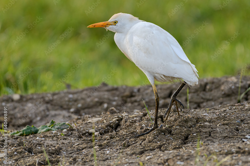 Cattle egret (Bubulcus ibis) walking in wetlands close up Cattle egret (Bubulcus ibis) walking in wetlands close up