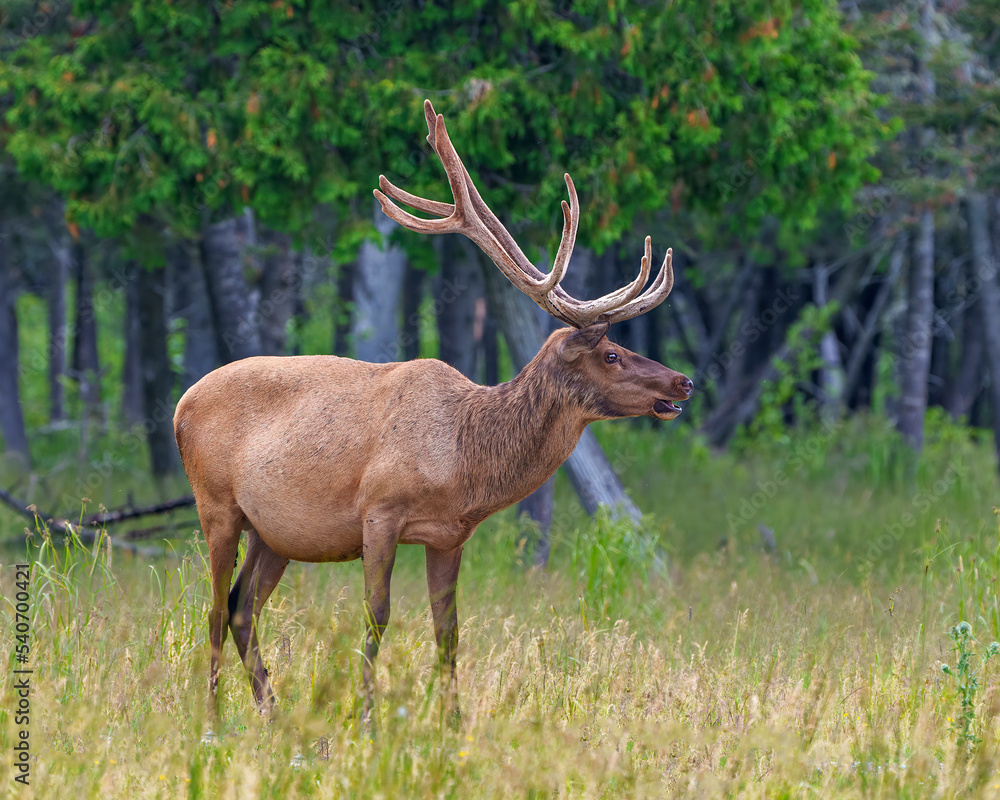 Elk Photo and Image. Male bugling in the field with a blur forest background in its environment and habitat surrounding, displaying antlers and brown coat fur.