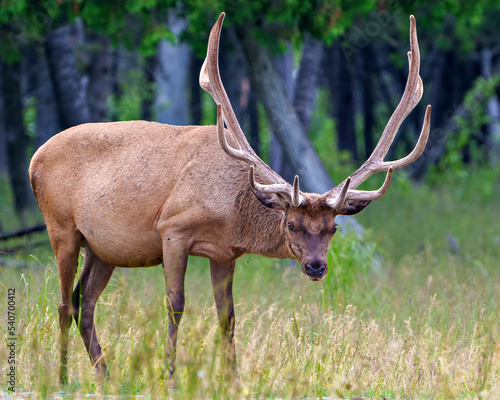 Elk Photo and Image. Looking at camera in the field with a blur forest background in its environment and habitat surrounding  displaying antlers and brown coat fur.