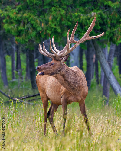 Elk Photo and Image. Male bugling in the field with a blur forest background in its environment and habitat surrounding  displaying antlers and brown coat fur.
