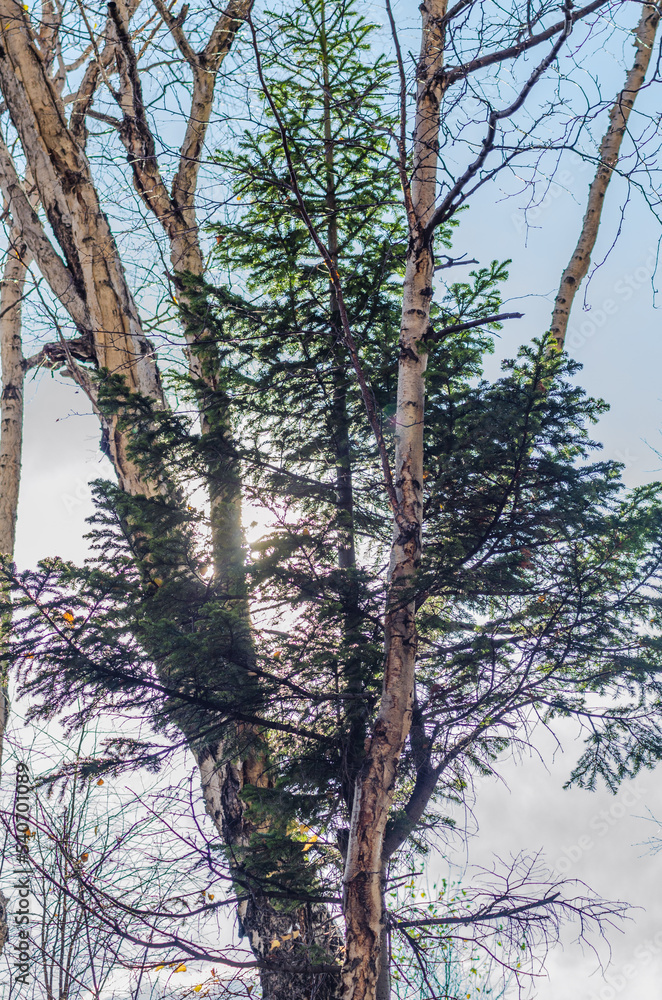 Fototapeta premium trees in the forest