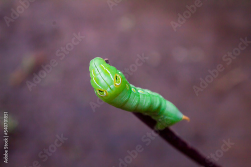 green spicebush swallowtail caterpillar