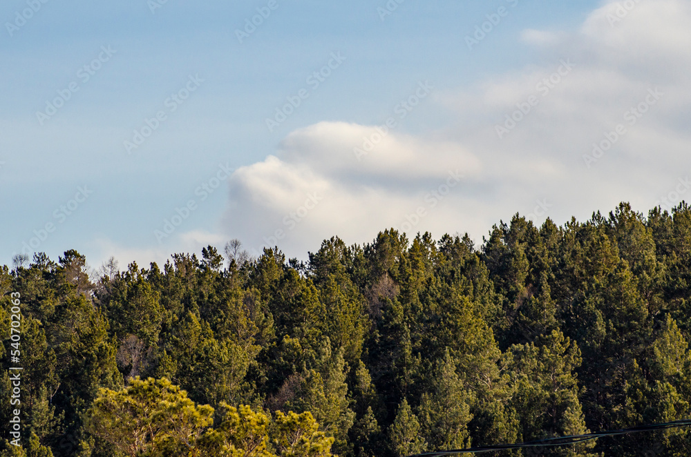 landscape with trees landscape with trees