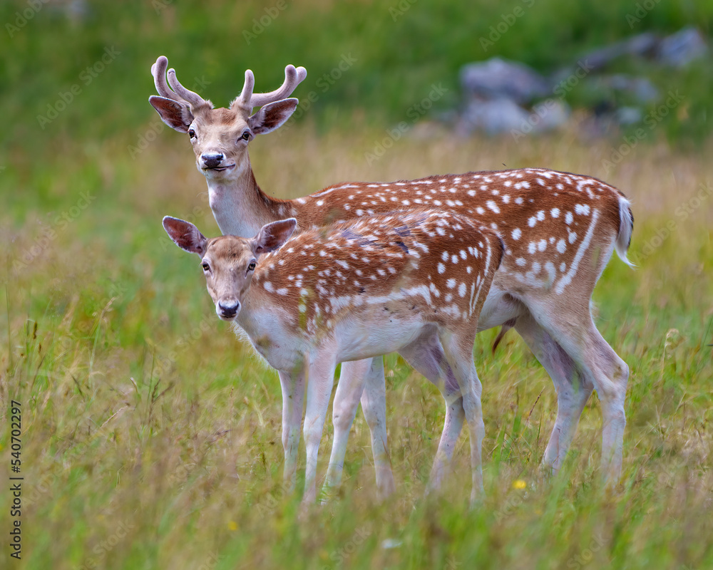 Obraz premium Fallow Deer Photo and Image. Deer male and female close-up side profile view, with a blur background in their environment and habitat surrounding.