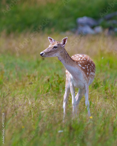 Fallow Deer Photo and Image. Deer female close-up profile view, with a blur background in their environment and habitat surrounding.
