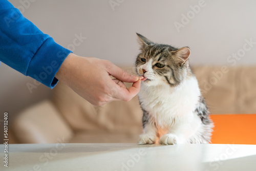 Foto hungry cat climbs on the table in search of food