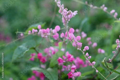 Pink Bush is a flowering plant of the family Polygonaceae, a pink clematis plant native to Mexico. Classified as a fast growing ivy plant The leaves are heart-shaped or triangular. Flower bouquet © วอน จังมึง