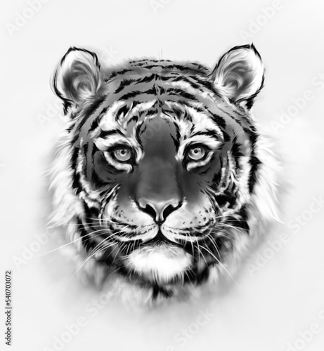 Portret tygrysa, szkic, ilustracja, rysunek, sztuka cyfrowa (ID: 540703072)