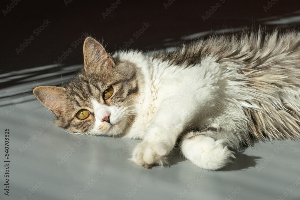 the cat lies on the floor basking in the sun the cat lies on the floor basking in the sun