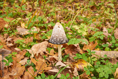 czernidłak pstry, Coprinopsis picacea, grzyb , las	 photo