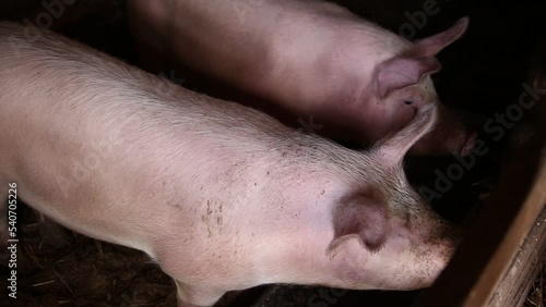 Breeding domestic pigs for eating lard and meat. Farming, agricultural photo