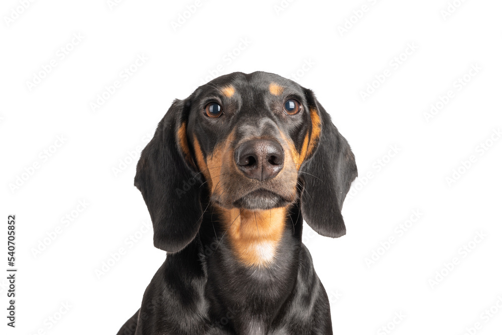 dachshund looking in camera