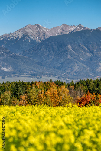 blooming field with yellow flowers and high mountains at background