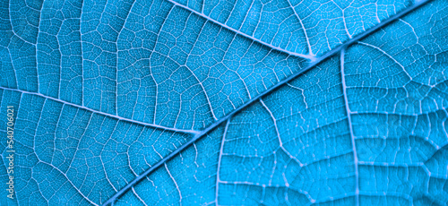 blue leaves highlighted abstraction background
