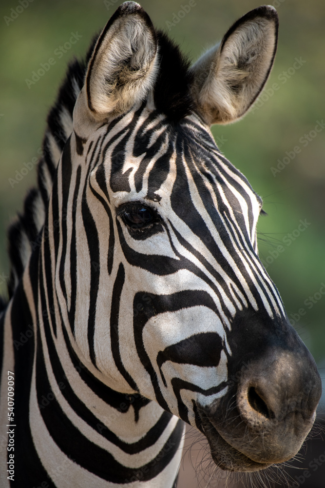 Fototapeta premium Head of Grevy’s zebra or imperial zebra (Equus grevyi) seen from profile
