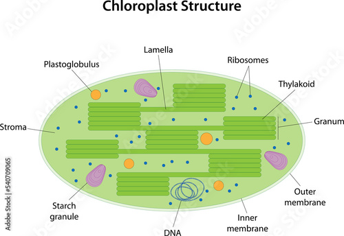 Chloroplast (green plastid) Structure. Membrane-bound organelle. photo