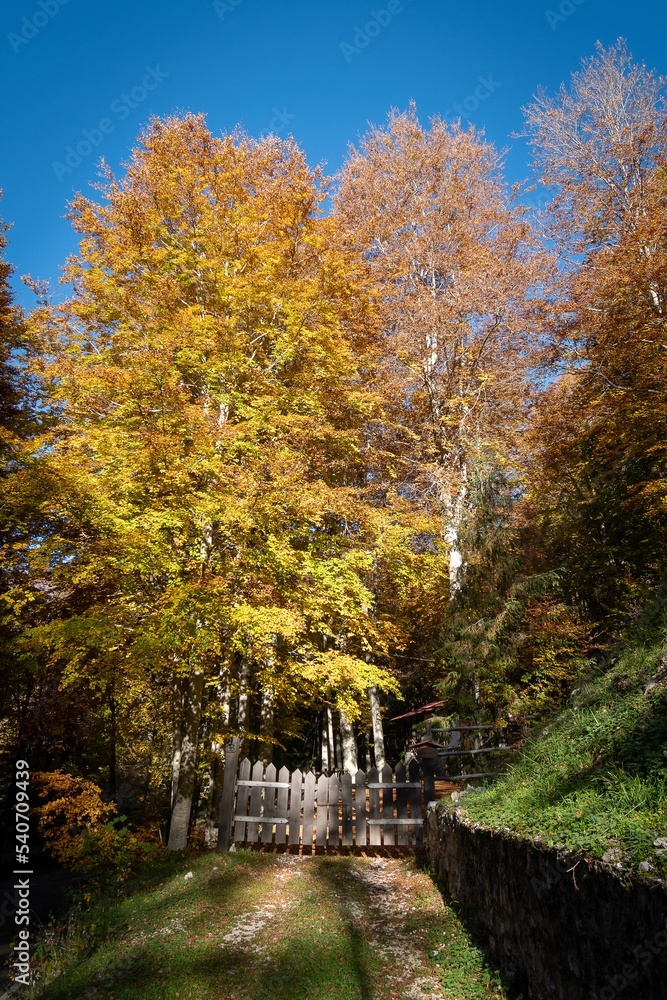 Foliage a Monte Livata - Campo dell'Osso - Subiaco - Roma - Italia	