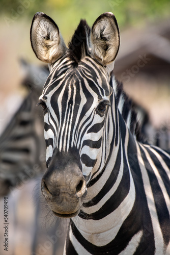 Portrait of a young zebra in the safari park standing against a brown background