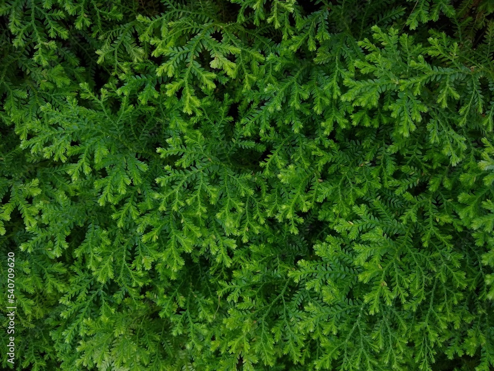 the variegated spikemoss (Selaginella martensii), green leafy background