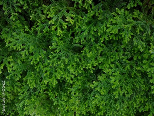 the variegated spikemoss (Selaginella martensii), green leafy background