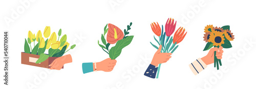 Set Male Hands Holding Flower Bouquets Spathiphyllum, Sunflower, Tulips Gift Delivery Isolated On White Background