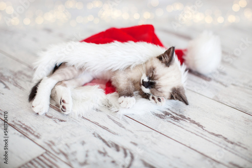 Wallpaper Mural Kitten sleep in christmas hat Torontodigital.ca
