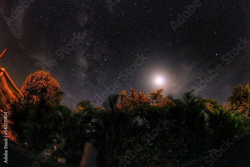 Obraz na plátně Beautiful shot of tropical treetops under a starry sky