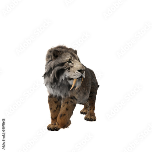 3D rendering of a Smilodon  the extinct pre-historic Sabre-tooth tiger