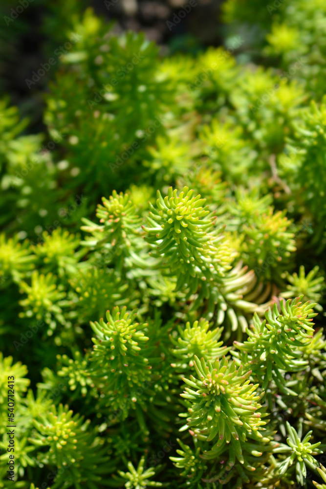 Rock stonecrop Angelina Rock stonecrop Angelina