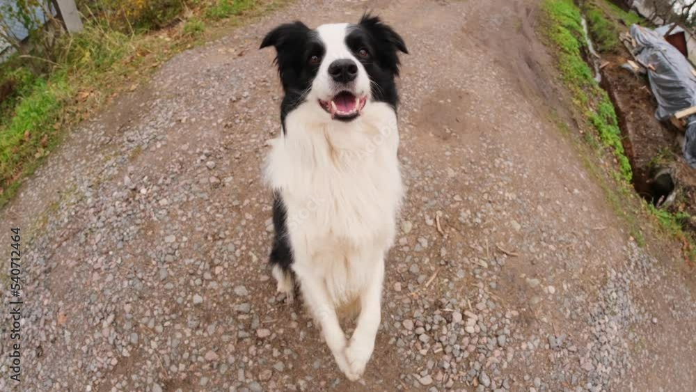 Pet activity. Puppy dog border collie walking in park outdoor. Pet dog with funny face jumping on road in summer day. Pet care and funny animals life concept. Funny emotional dog Pet activity. Puppy dog border collie walking in park outdoor. Pet dog with funny face jumping on road in summer day. Pet care and funny animals life concept. Funny emotional dog