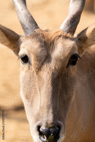 Close up portrait of the Common eland bull, Taurotragus oryx, also known as the southern eland or eland antelope, is a savannah and plains antelope found in East and Southern Africa