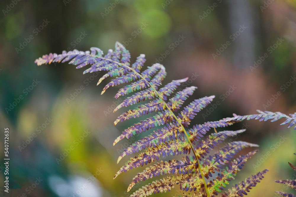 Fern in colorful warm autumn colors in October macro photo