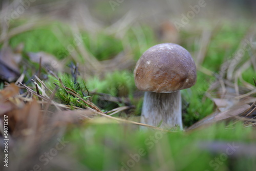 white young mushroom, boletus against the background of a forest of moss, needles of fir trees, background, nature forest food, boletus autumn mushroom cap mushroom leg growing in the natural environm