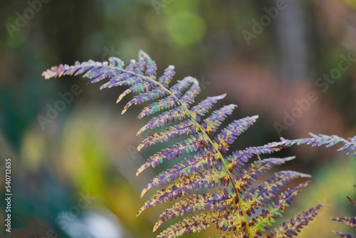 Fern in colorful warm autumn colors in October macro photo © Vincenzo