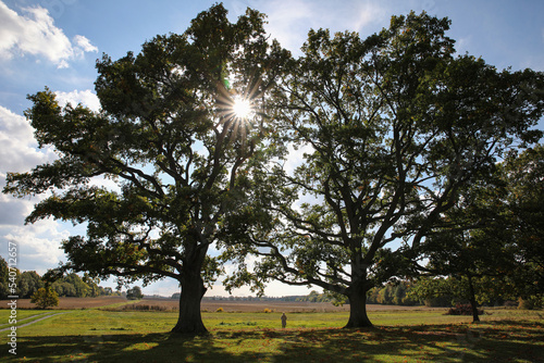 Calm landscape with two big trees and a woman standing between them, Gotland Sweden.