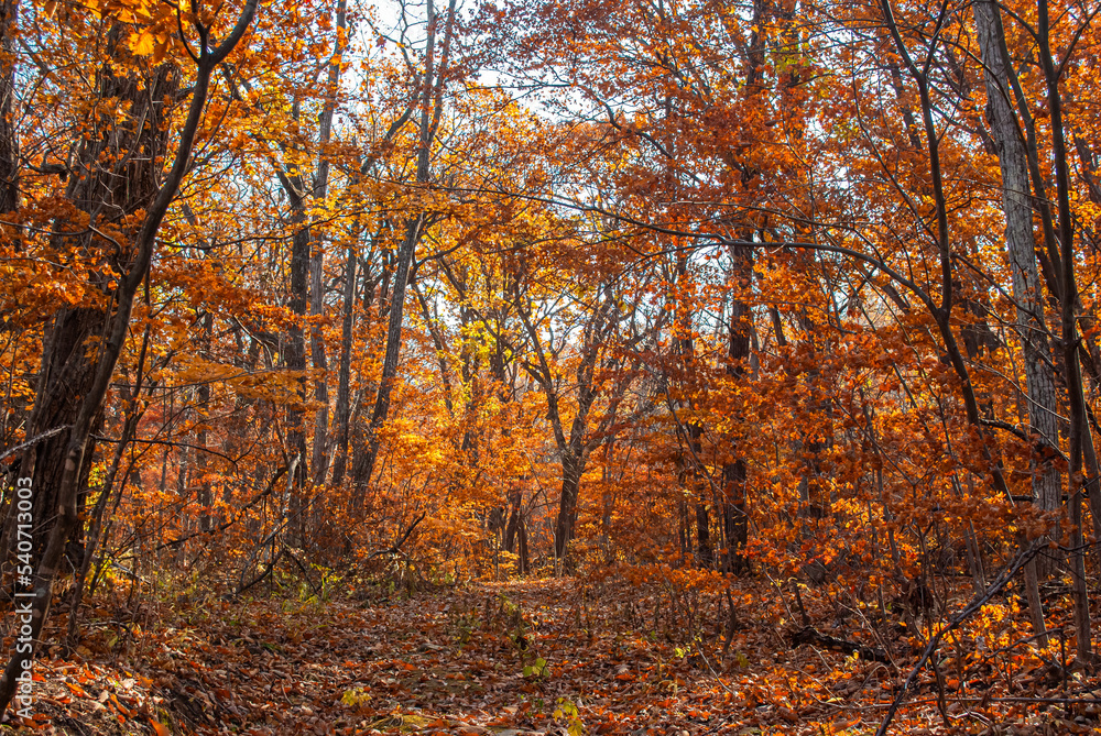 Fototapeta premium Selective focus. Beautiful autumn background. Yellow leaves. Beautiful forest.