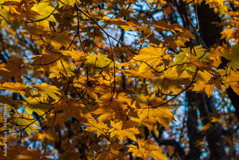 Selective focus. Yellow maple leaves against the sky. Autumn background. Selective focus. Yellow maple leaves against the sky. Autumn background.