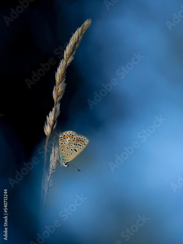 European common blue (Polyommatus icarus) perching on grass at night
