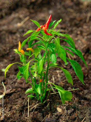 Chilli pepper growing in nature on tree in organic farm in Thailand.