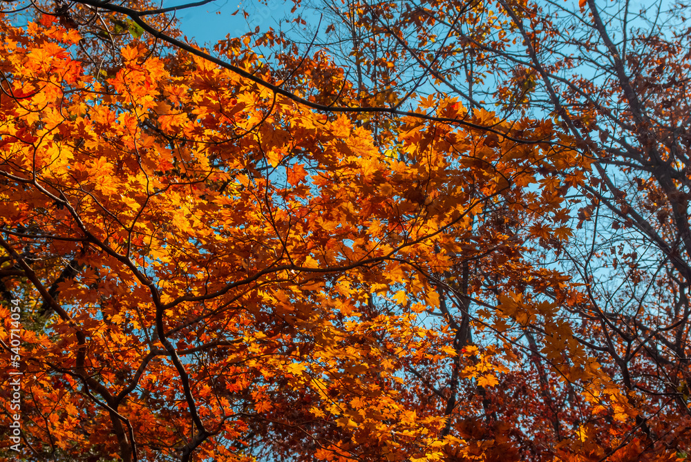 Selective focus. Beautiful autumn background. Yellow leaves. Beautiful forest. Selective focus. Beautiful autumn background. Yellow leaves. Beautiful forest.