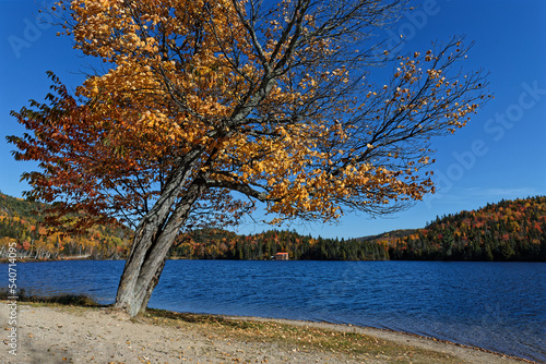 On the shore of Lac du Seminaire, on a sunny autumn day, Quebec photo