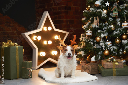 Happy christmas dog with gifts. jack russell in a festive home interior. holidays with a pet near a new year tree