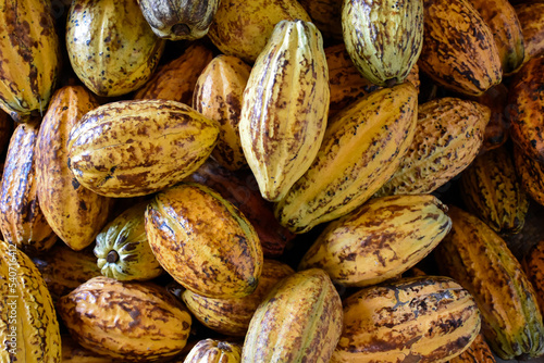 Harvested cocoa fruits are piled together in a variety of shapes and sizes, soft and selective focus.
