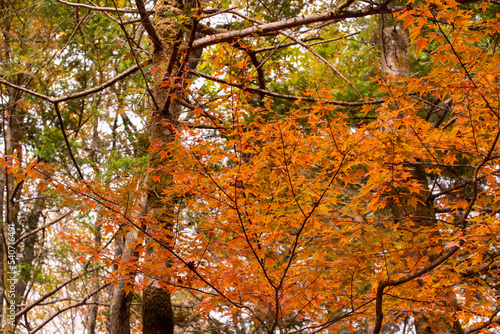 オレンジ色の葉