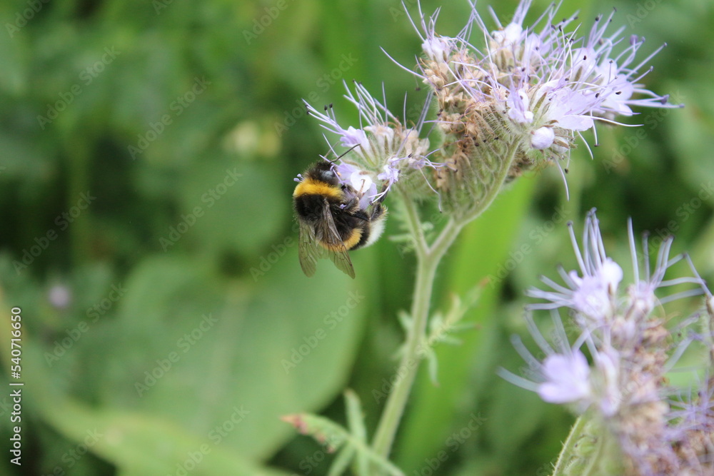 Eine Biene auf Wildblumen. Frühling wiesen Szene. Bienen bestäuben eine Wildblume. Staubblatt und Stempel. Grün im Hintergrund. Üppiges Laub. Makrofotografie von Insekten. Blütenstaub in der Luft. Eine Biene auf Wildblumen. Frühling wiesen Szene. Bienen bestäuben eine Wildblume. Staubblatt und Stempel. Grün im Hintergrund. Üppiges Laub. Makrofotografie von Insekten. Blütenstaub in der Luft.