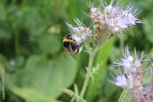 Eine Biene auf Wildblumen. Frühling wiesen Szene. Bienen bestäuben eine Wildblume. Staubblatt und Stempel. Grün im Hintergrund. Üppiges Laub. Makrofotografie von Insekten. Blütenstaub in der Luft. 