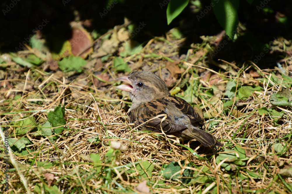 Ein hechelnder Spatz auf verdorrtem Grasboden