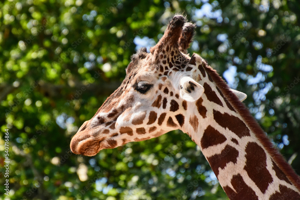 Seitliche Portraitaufnahme einer Giraffe Seitliche Portraitaufnahme einer Giraffe