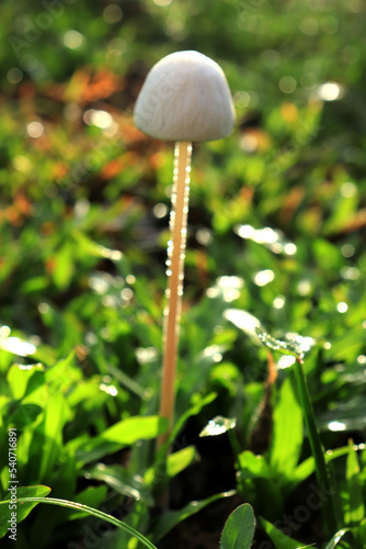 Blurred mushroom pictures. Mushrooms growing on the ground in the forest. abstract blurred natural background 