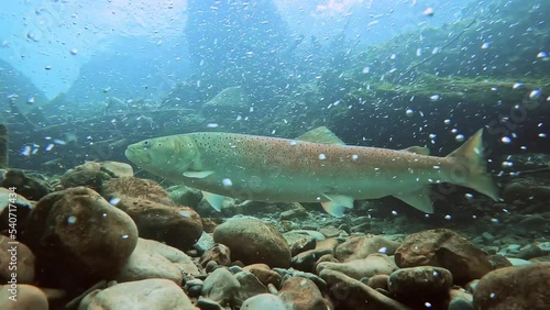 Freshwater fish Common huchen (Hucho hucho) in the beautiful clean river. Underwater footage with excellent background and natural light. Wildlife animal. Swimming predator fish in the river habitat.